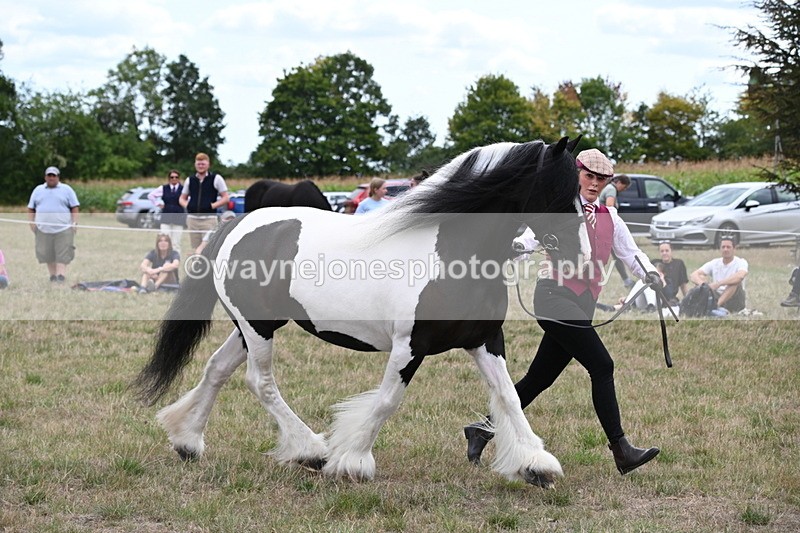 WJ6_5508 - Class 18 In-hand Coloured