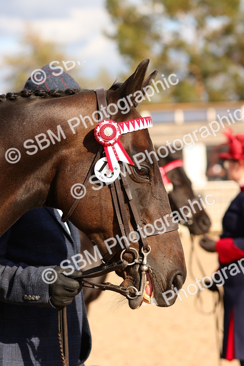 SBM_18397 - Class 318 - IH Part Bred Horse Pony