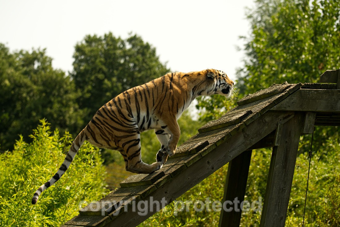 Amur Tiger - Tatana - Big Cats