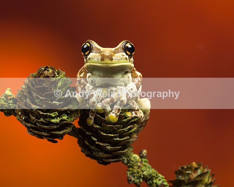 20140325-3K8A9534 - Frogs & Toads