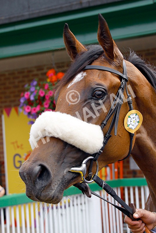 250725-Race 1-Mandarin Spirit-87856 - Race 1