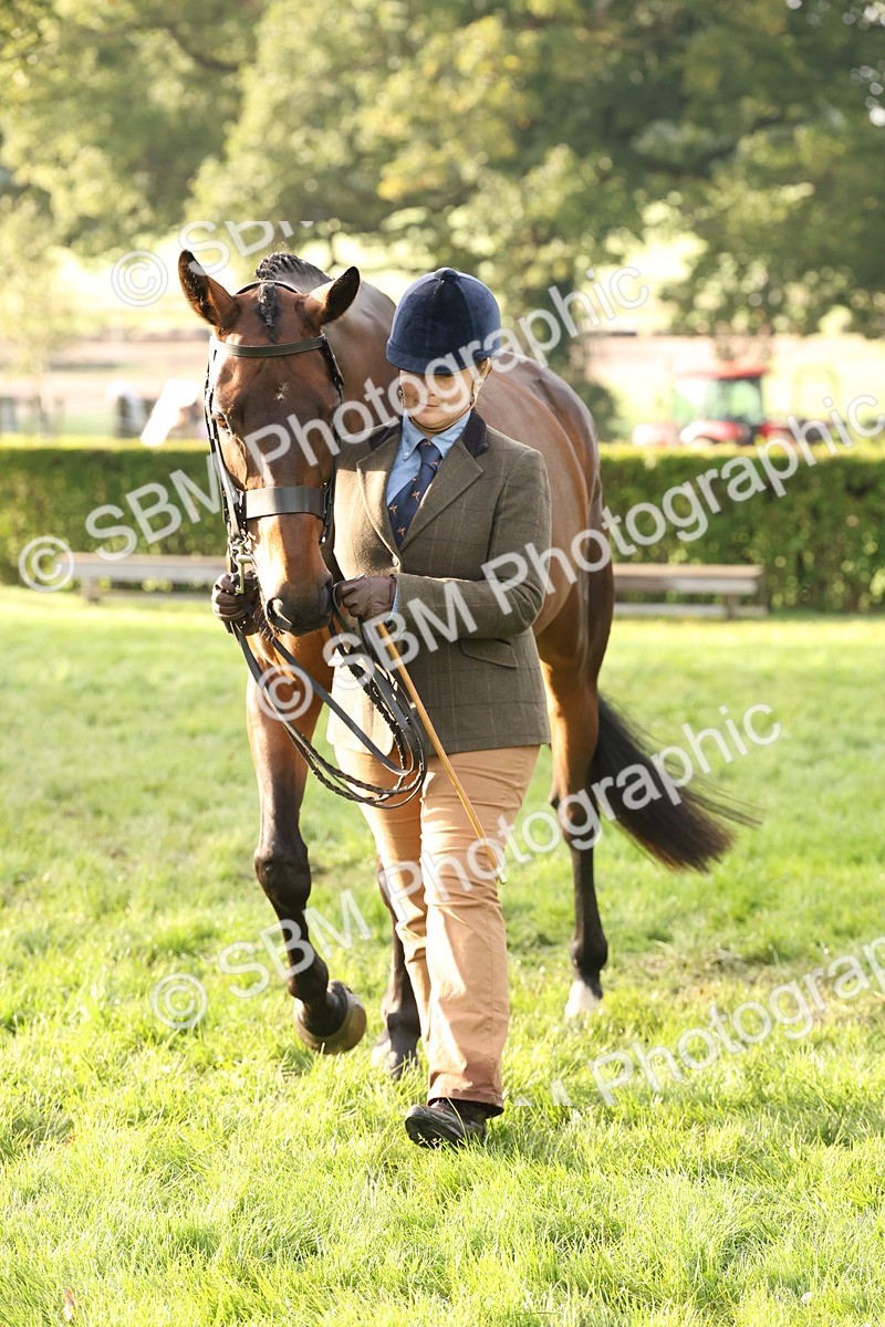 SBM_54978 - S52 - Riding Horse & Hack & thoroughbred In Hand