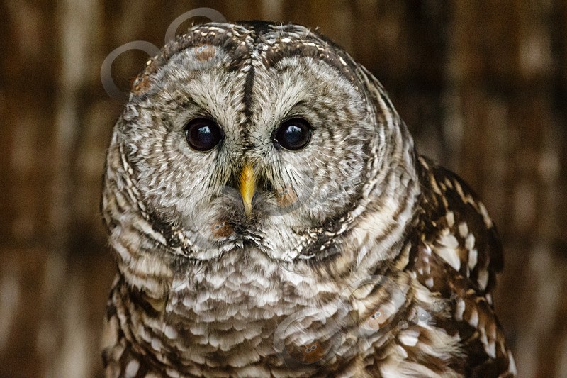 barred owl Strix varia-0330 - Owls of the World