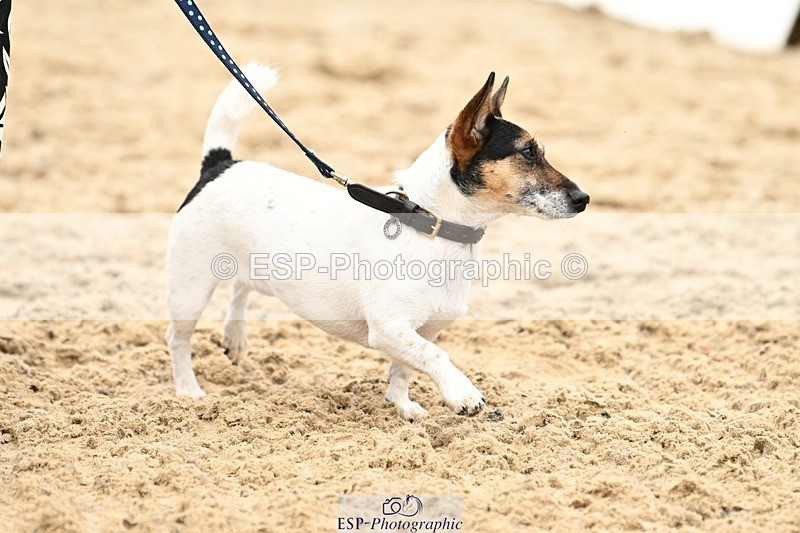 240811-102712-05014 - Dog Photos