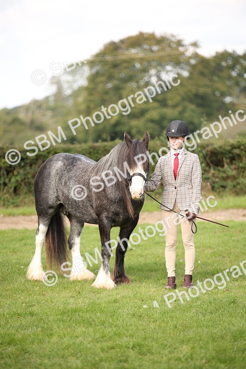 SBM_62305 - S55 - Traditional Cob In Hand