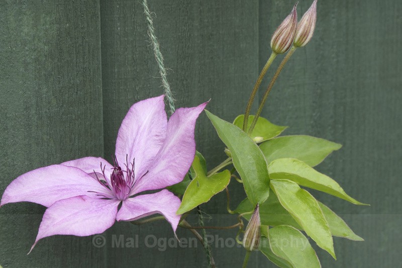 Clematis (Giselle) - Flora & Fauna
