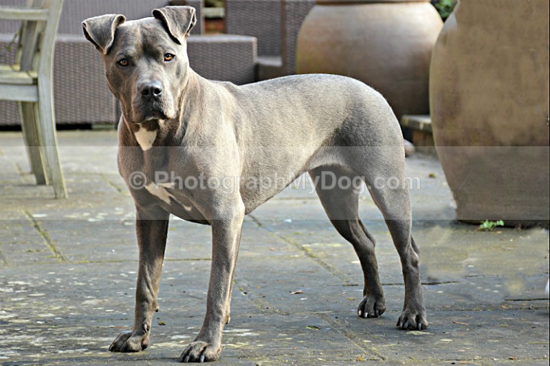  - American Staffordshire Terrier