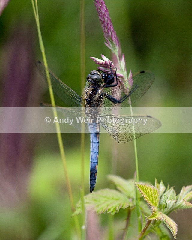 20100612-2010 06 12_Rixton_0454 - Dragonflies & Damselflies