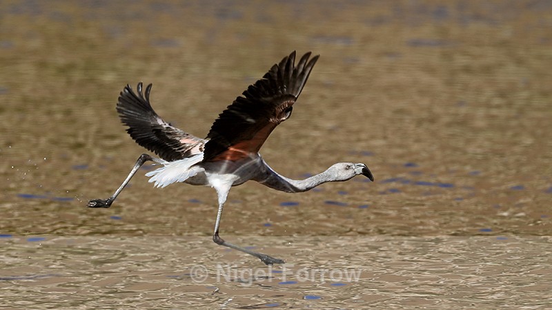 Chilean Flamingo (immature) take off run, Machuca, Chile - Chilean Flamingo