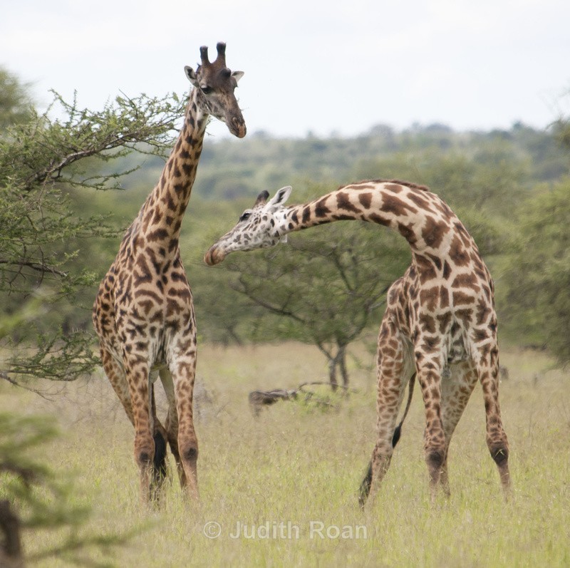 Giraffe Pair 'Necking' - Tanzania Birds and Mammals