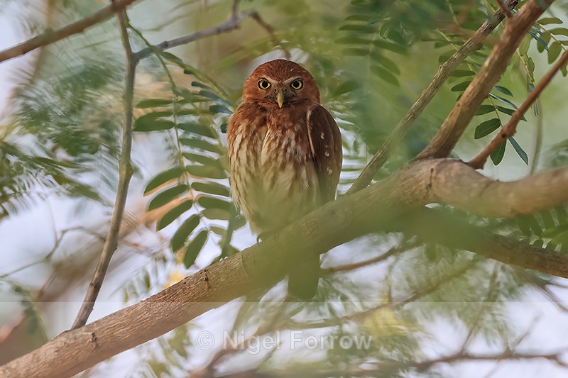 Ferruginous Pygmy-Owl in tree, Pantanal, Brazil - Ferruginous Pygmy-Owl