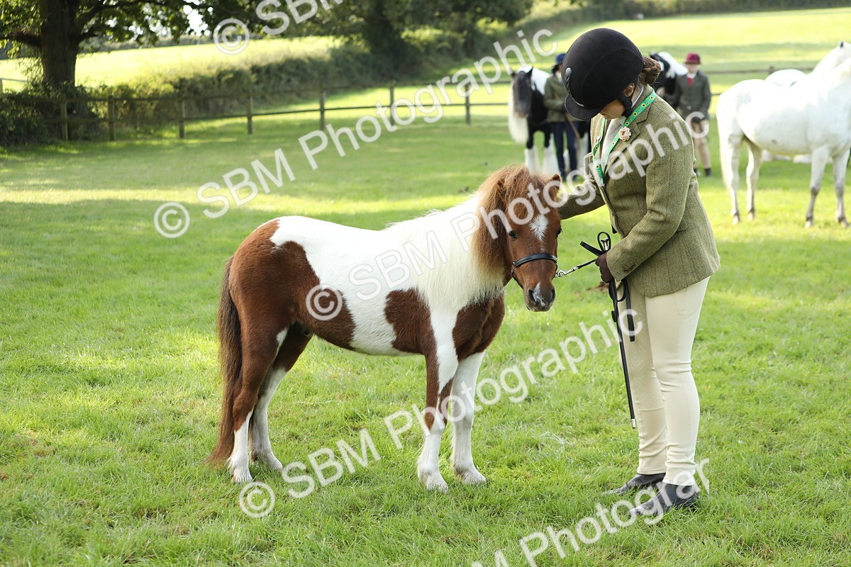 SBM_60949 - S43 - Coloured Pony In Hand