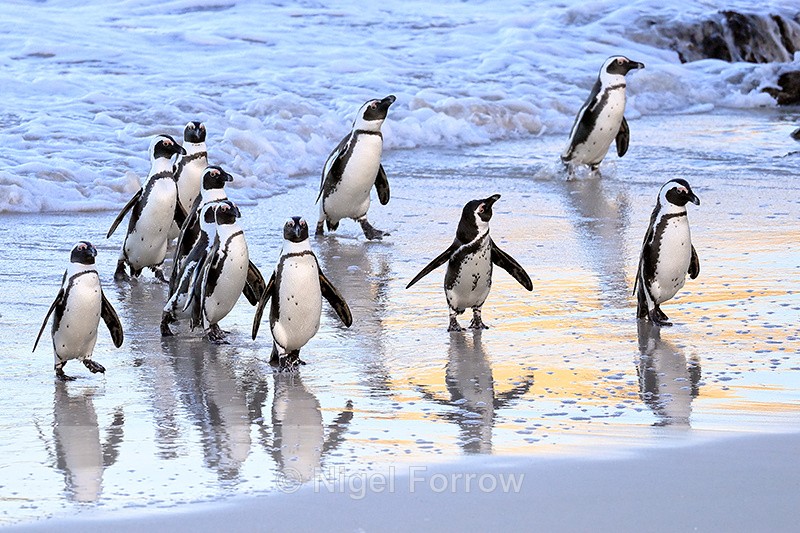 Adult African Penguins, Foxy Beach, South Africa - African Penguin