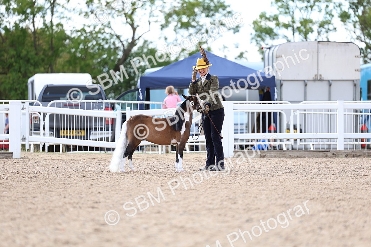 SBM_18743 - Class 317 - IH Pure Bred Horse-Pony
