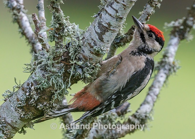 Great Spotted Woodpecker - Latest Images