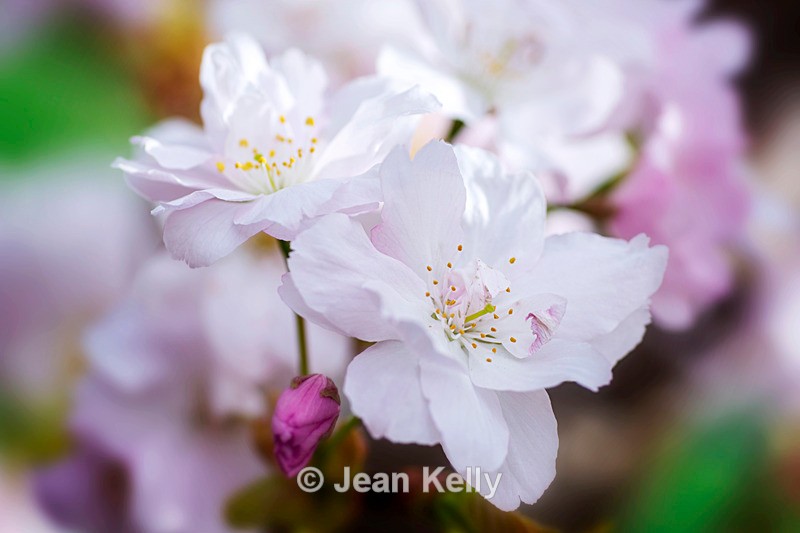 White Cherry Blossom - DSC_4498 - White