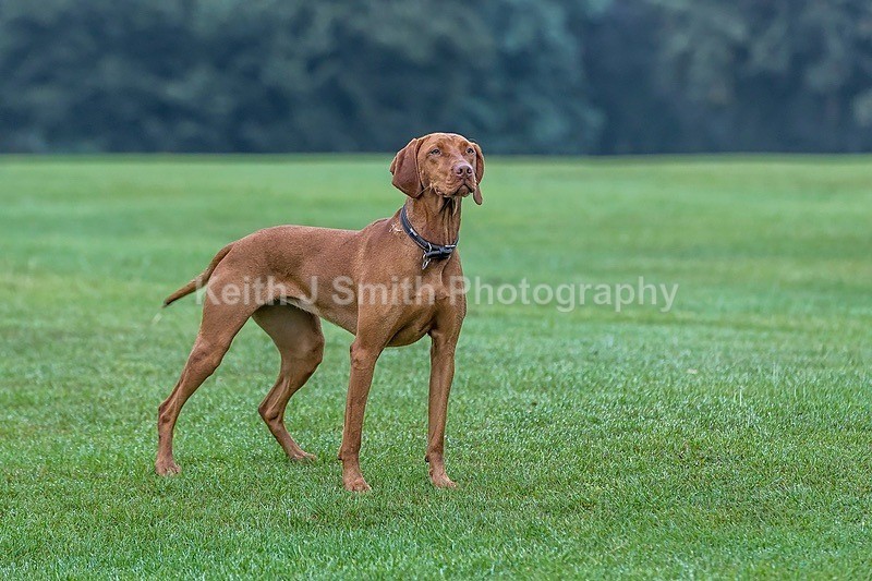 0KJS3975 - Dogs in Abington Park