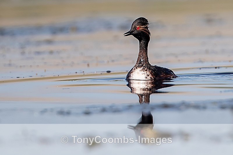 Black-necked Grebe - Danube Delta