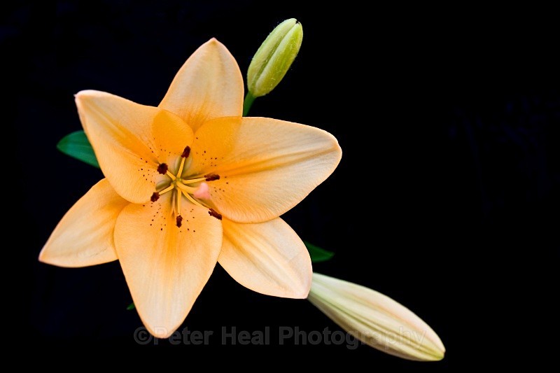 Lily