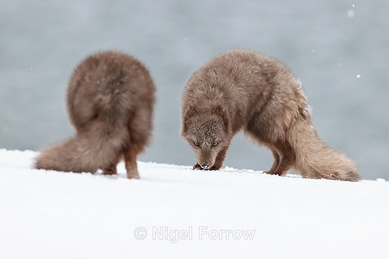 Arctic Fox confrontation, Hornstrandir, Iceland - Arctic Fox