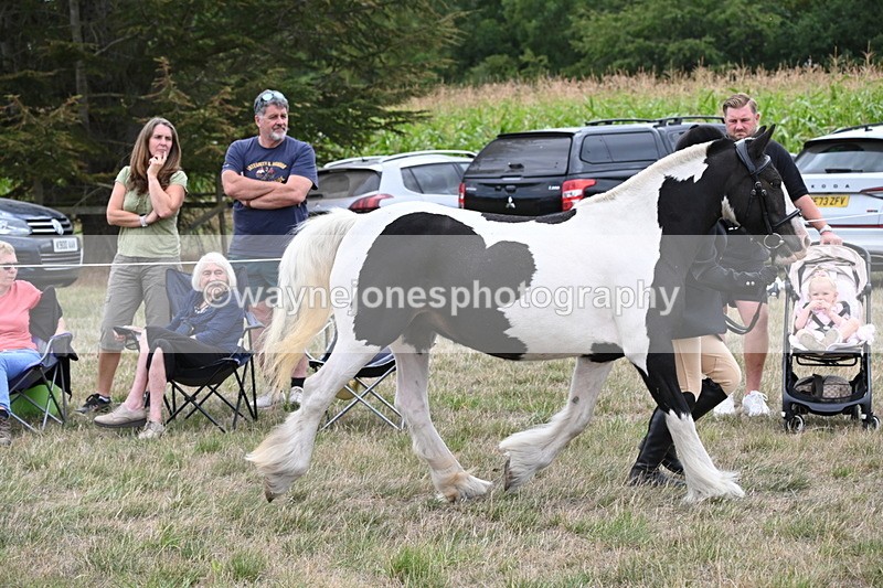 WJ6_5244 - Class 18 In-hand Coloured