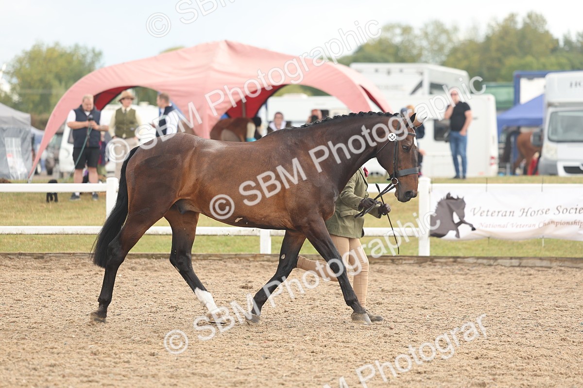 SBM_07904 - Class 28 - IH Veteran Horse