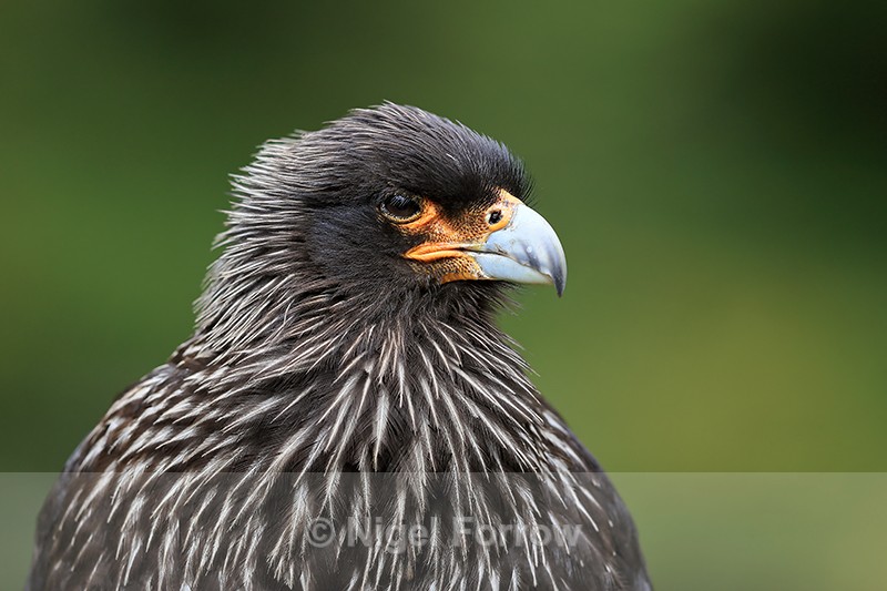 Striated Caracara (adult) portrait, Carcass Island, The Falklands - Striated Caracara