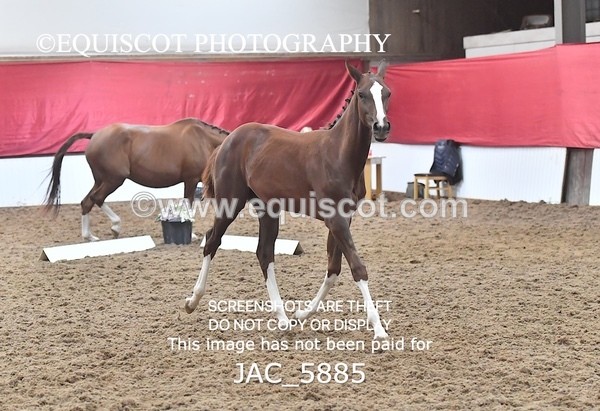 JAC_5885 - 11 Pandora of Westoak
