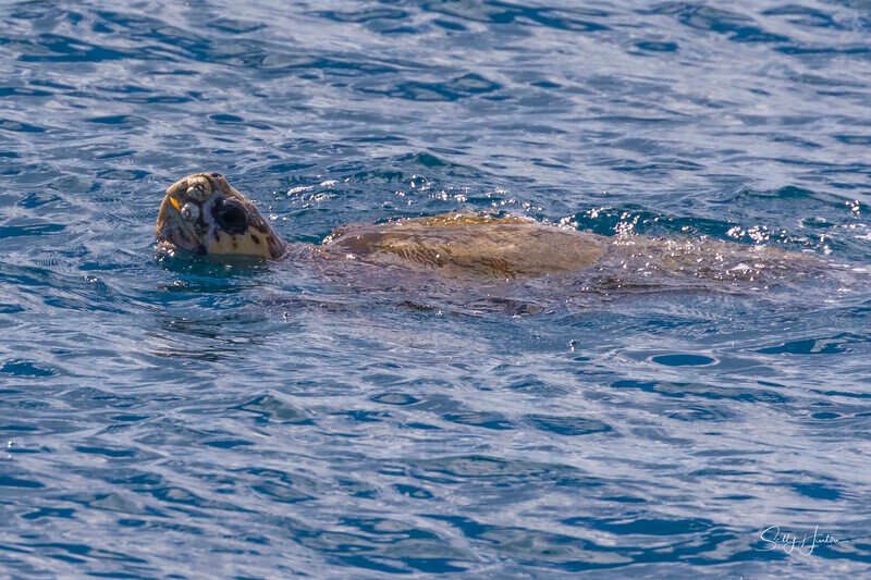 0A3A7679 - 2024 Hervey Bay Whales