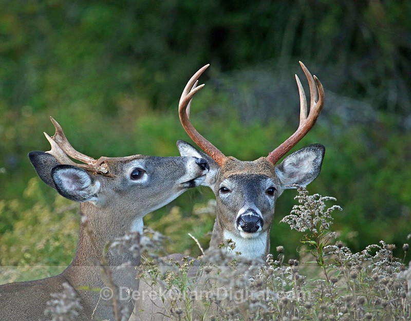 Deer Whisperer - Mammals, Reptiles & Amphibians