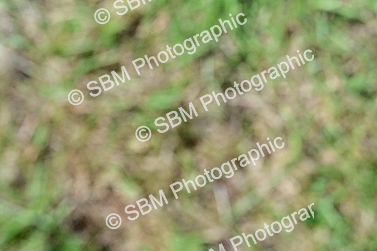 SBM_09300 - Class 63-65 - Traditional Gypsy Cobs In Hand & Ridden