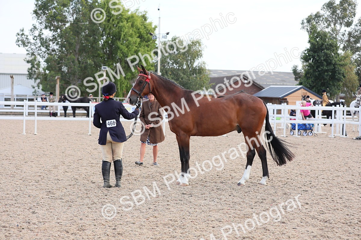 SBM_15832 - Class 312 IH Competition Horse/Pony