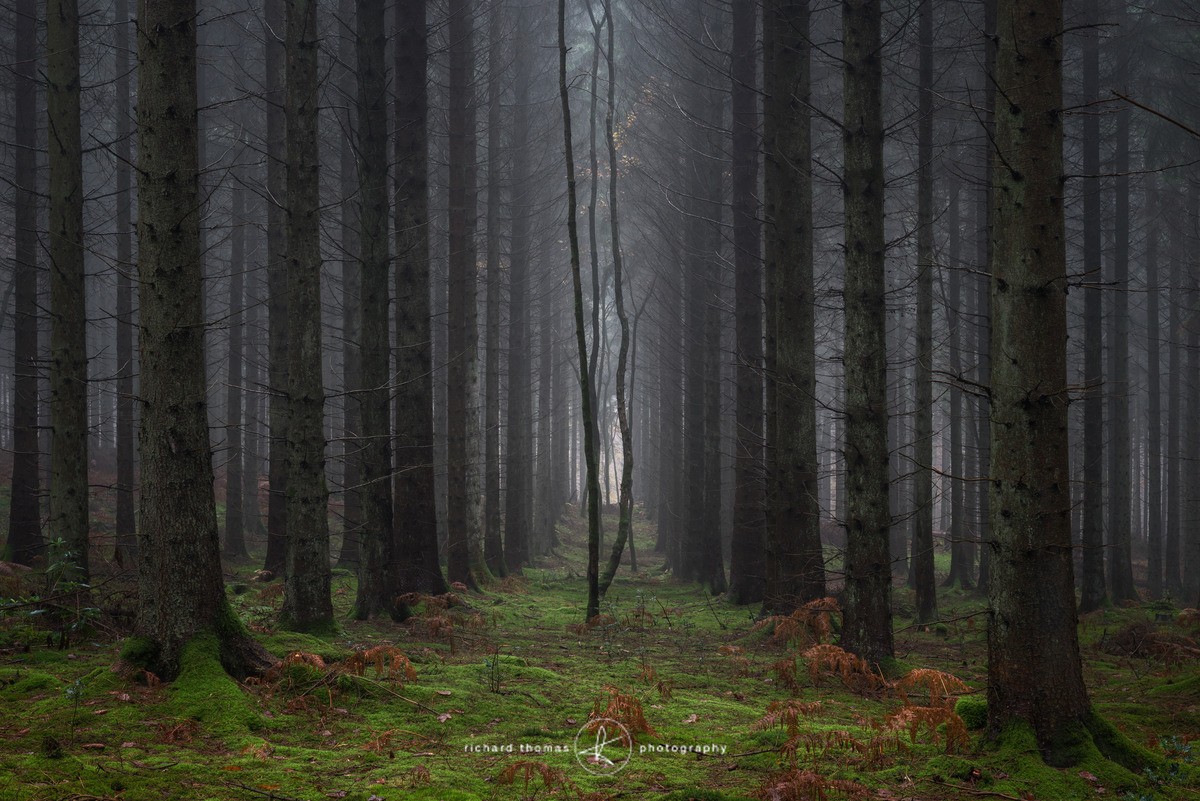 Into the light - Woodland