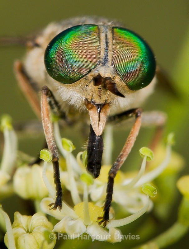  - Bugs: Macro insects