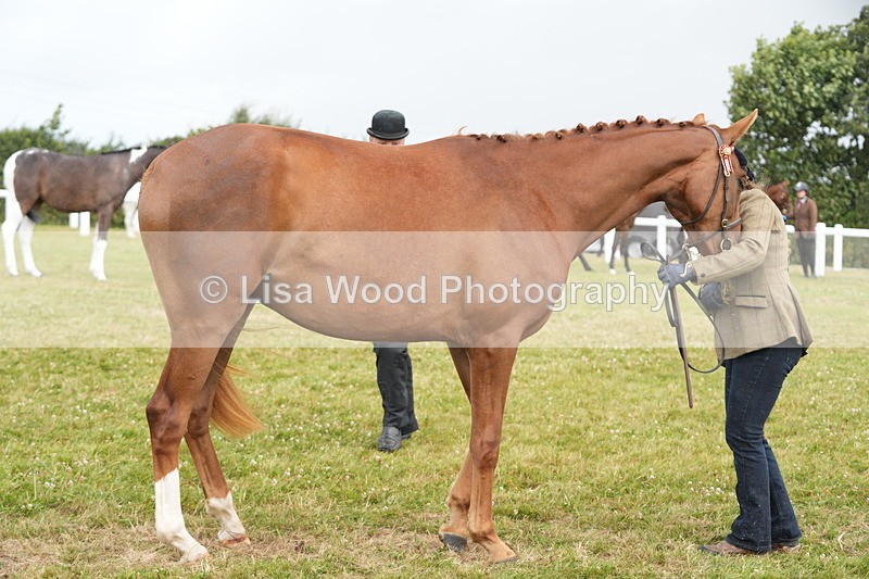 DSC06191 - Class 54: Hunter/Riding Horse/Hack 1 & 2 yr olds