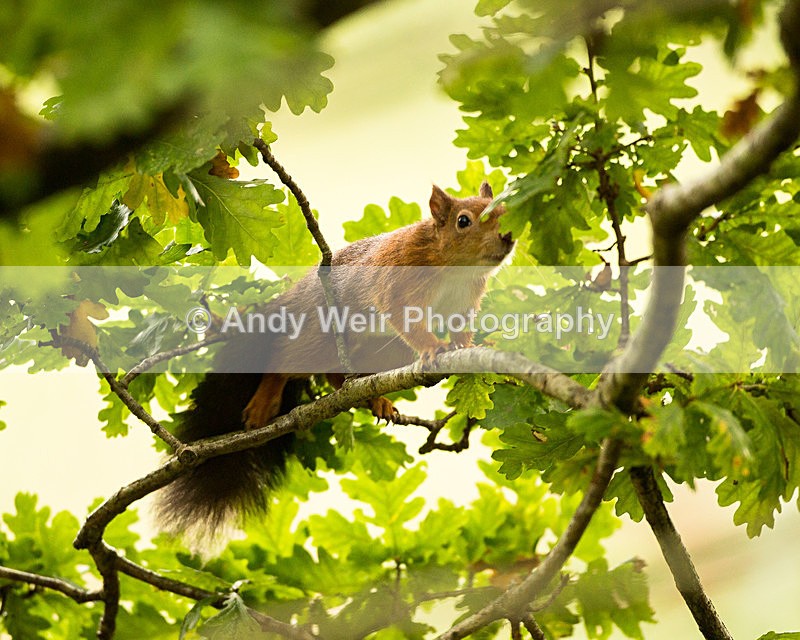 20131001-3K8A6431 - Red Squirrel