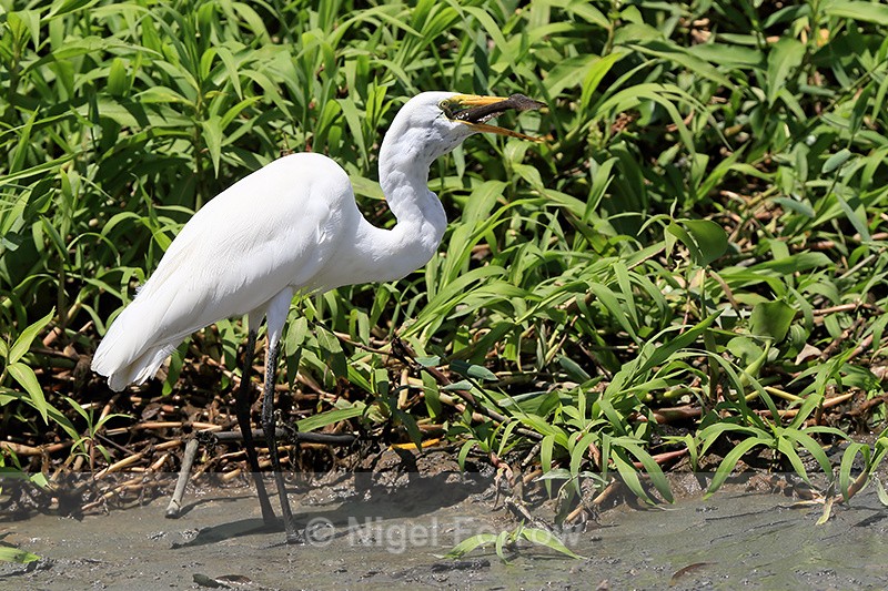 Great Egret swallowing fish, Sierpe River, Costa Rica - Great Egret