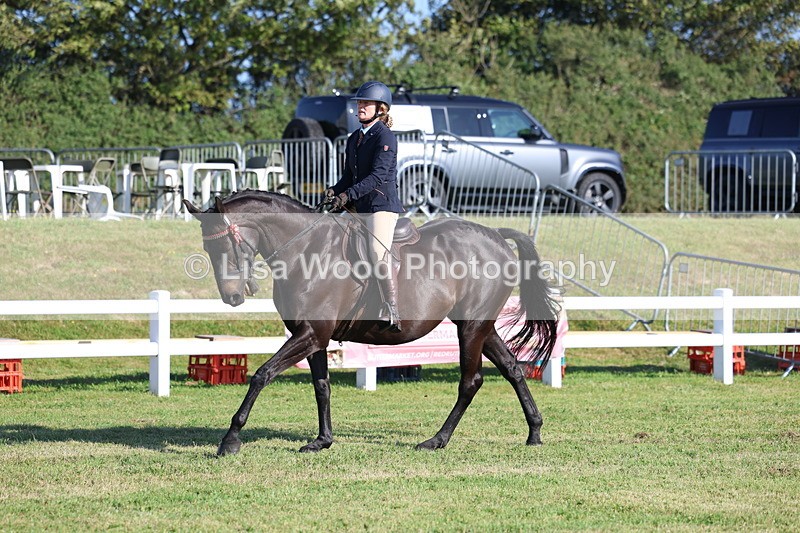 3E7A5354 - Class 2: Rising Star Large Hack/Riding Horse