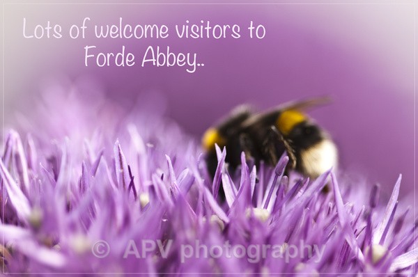  - Forde Abbey