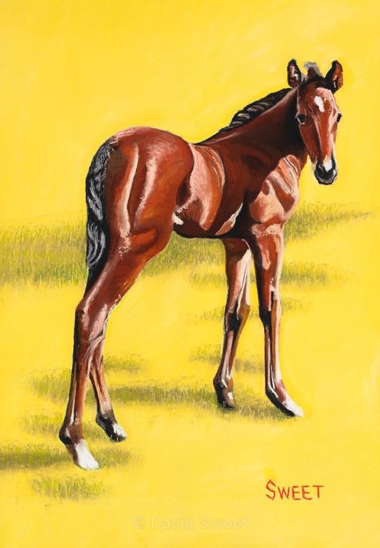 Foal - Paintings