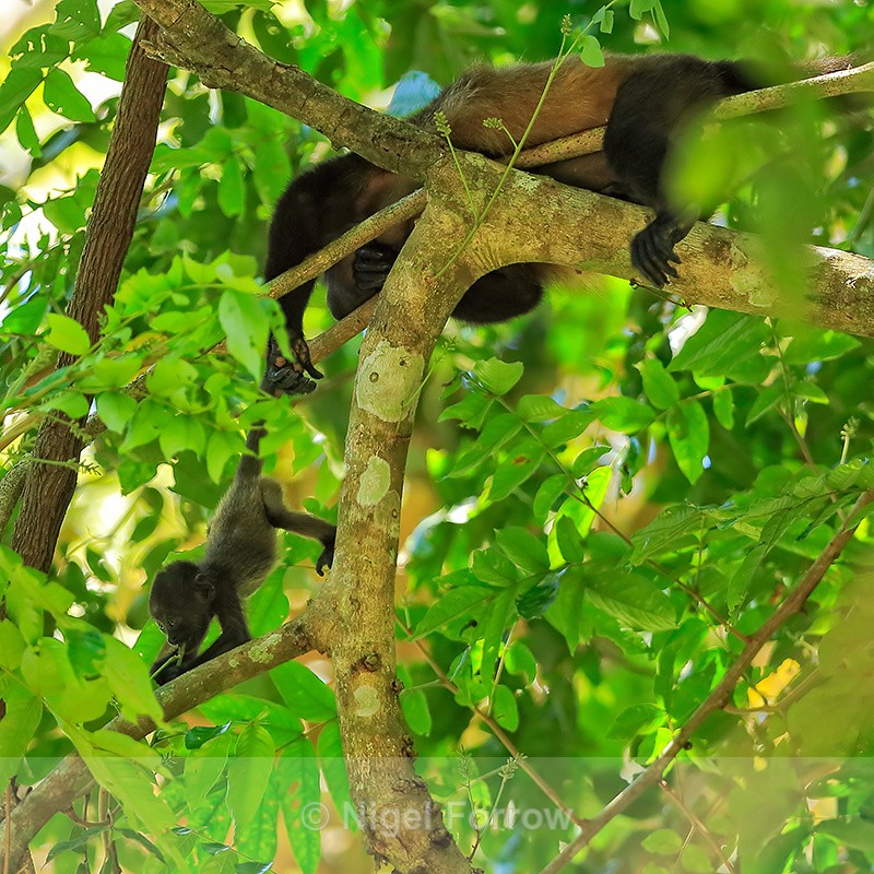 Baby Mantled Howler Monkey feeding, Manuel Antonio, Costa Rica - Monkey