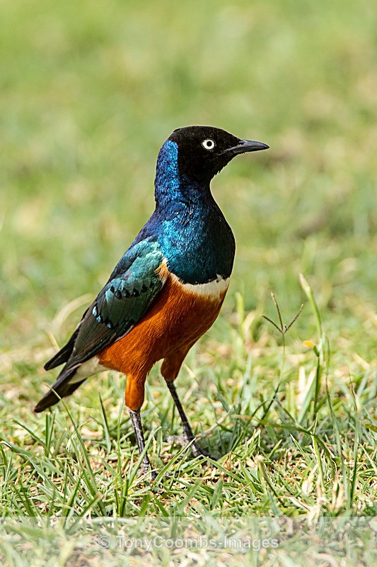 Superb Starling - Lewa ~ Birds