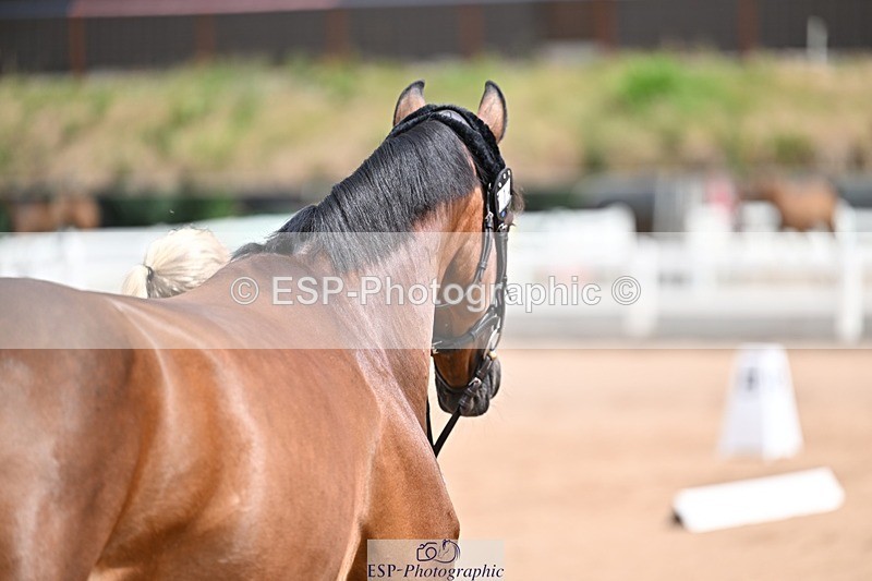 250716-132023-00438 - Trot Up 12.30 to 1.30