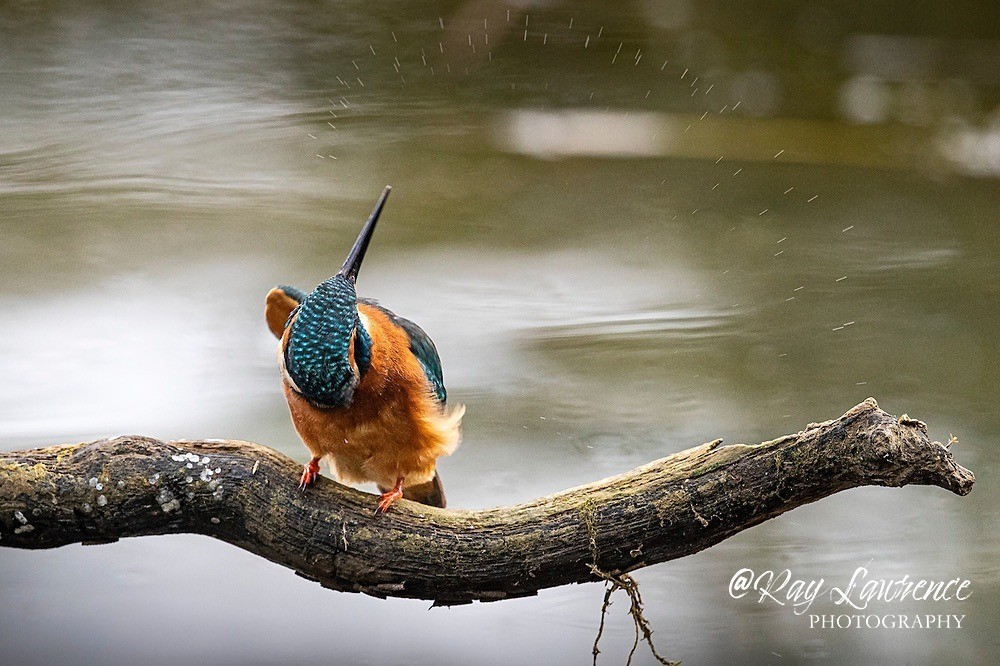 Kingfisher Alcedo Atthis034 - Kingfishers
