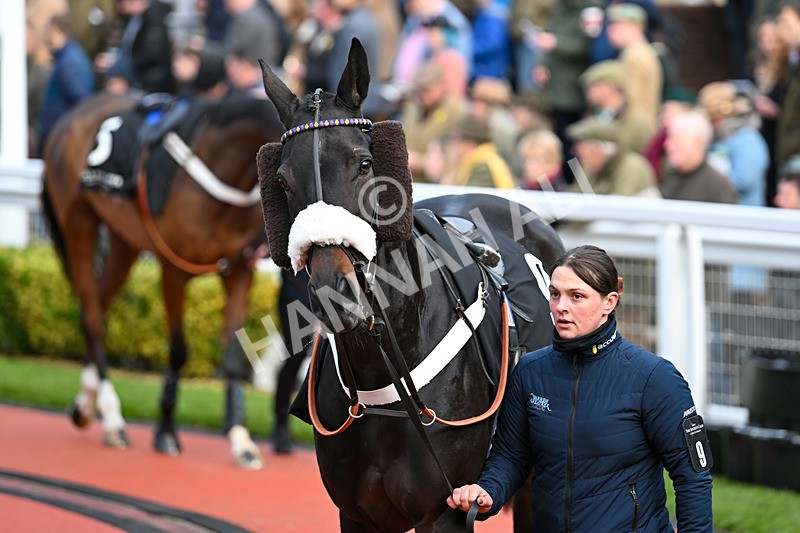 171124-Race 4-Paddock-Abuffalosoldier-3316