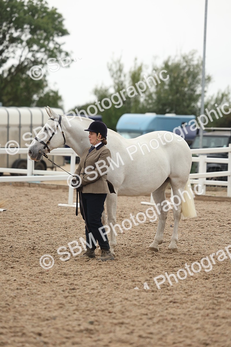 SBM_19422 - Class 317 - IH Pure Bred Horse-Pony