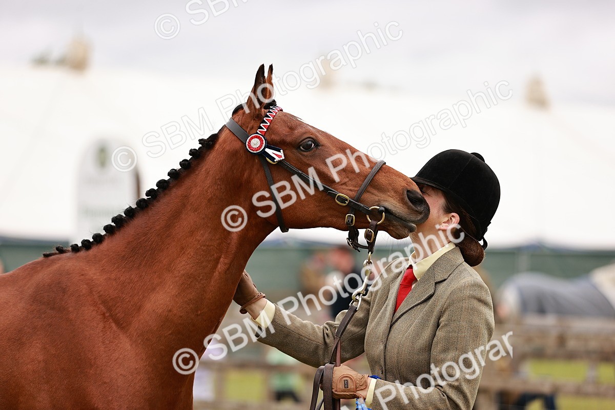 SBM_04785 - Class 35-38 Riding Horse Breeding