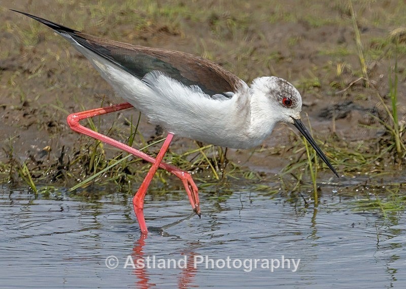 Astland Photography, Bird and Wildlife Images, Susan and Peter Wilson, U.K.