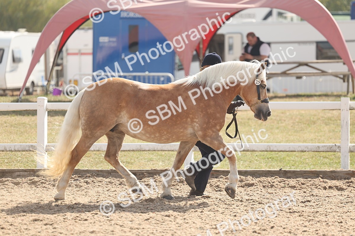 SBM_06827 - Class 25 - IH Foreign Breeds - Purebred
