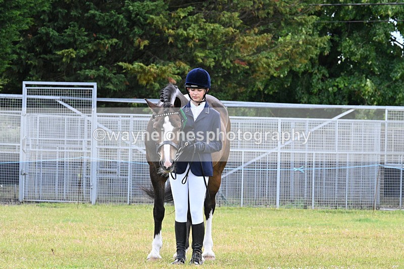 WJ7_7192 - Class 5a Most Handsome Gelding in Hand